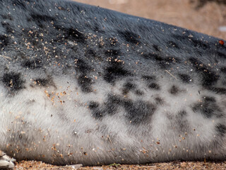 Close-up of the fur of the Grey seal pup (Halichoerus grypus) with dark spots and white patches on...