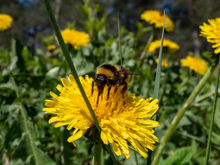 Macro of a bumblebee (Bombus) on a bright yellow dandelion (Lion's tooth) flower in bright sunlight among green vegetation with forest in the background