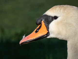 Close-up of the head and beak of the adult mute swan (cygnus olor) with focus on eye in bright sunlight with dark background