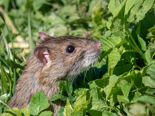 Common rat (Rattus norvegicus) with dark grey and brown fur standing on back paws surrounded with green grass in bright sunlight. Beautiful wildlife scenery