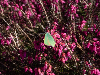 Green hairstreak (Callophrys rubi) sitting on a pink erica flower with closed wings with visible iridescent green colour of the undersides in garden - obrazy, fototapety, plakaty