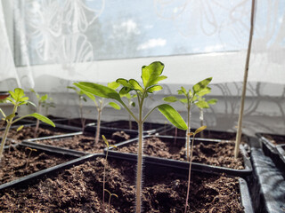 Macro shot of small tomato plant seedlings growing in plastic pots on the windowsill with white curtains in background