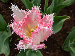 Pink and white tulip flower with particular fringy petals in garden in spring