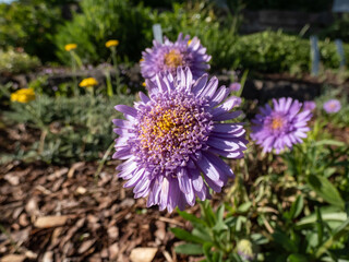 Alpin aster or blue alpine daisy (Aster alpinus) flowering with large daisy-like flowers with blue-violet rays with yellow centers growing in the garden