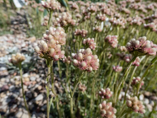 Rosy Pussytoes (Antennaria rosea) flowering with inflorescence of several pink, rosy flower heads in a cluster