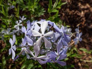 Woodland Phlox, wild blue phlox or wild sweet willia (phlox divaricata) flowering with blue, white and lavender flowers in the garden