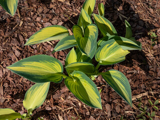 Hosta 'June' growing in the garden with distinctive gold leaves with striking blue-green irregular margins in spring