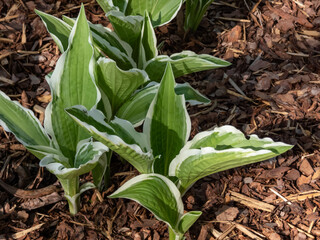 Hosta 'Ginko Craig' growing in the garden with narrow, deep green leaves with white, irregular...