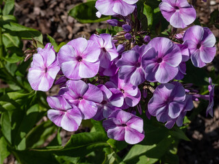Garden Phlox (Phlox paniculata) 'Wanadis' growing and flowering with pale cobalt violet colored flowers, darker spots, carmine purple eyes