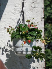 Strawberry plant growing in a hanging plastic pot with maturing red fruits outdoors near the window in an apartment building