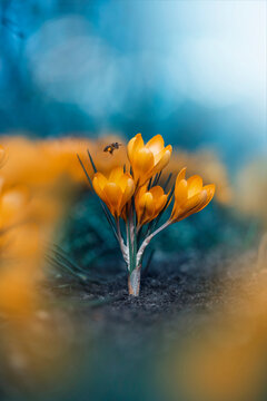 Close up of yellow crocus flowers with a bee frozen in the air on teal background filled with bokeh balls and dreamy light. Isolated subject with soft focus and dreamy surroundings               