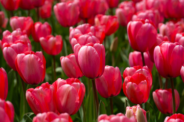 Tulips in a vibrant tulip field in the Netherlands. Blooming spring flowers tulips in the sunlight. Tulips flower beautiful in garden plant. Beautiful tulip flowers spring background.