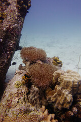 Underwater scene of peach coloured sea anemones perched on a coral reef and surrounded by coral,...