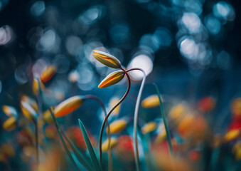 Close up of two yellow wild tulip flowers intertwined against a dark and moody background with...