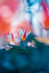 Macro of a single isolated white and red tulip flower against a soft, blurred dreamy background...