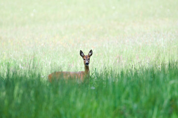 Capreolus capreolus european roe deer female on a field. Watching people walking around. Spring in...
