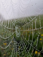 Tau-bedecktes Spinnennetz im Morgenlicht