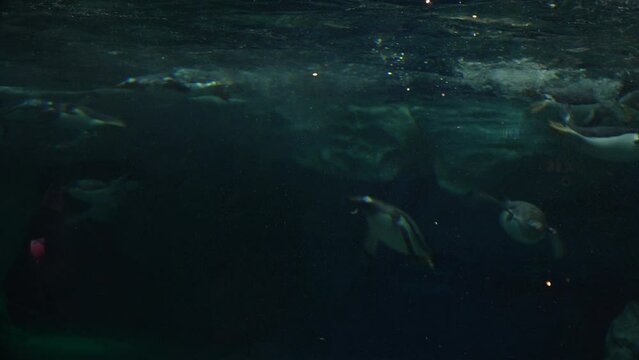 Large group pf Gentoo penguins (Pygoscelis papua) swim underwater beside iceberg in the Southern Ocean.