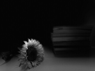 Sunflower next to pile of books with white background. creative photo. Black & White picture.