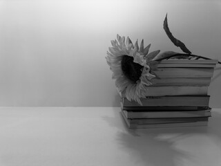 Sunflower next to pile of books with white background. creative photo. Black & White picture.
