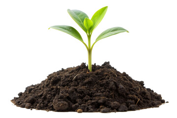 Young green plant growing out of black soil, cut out