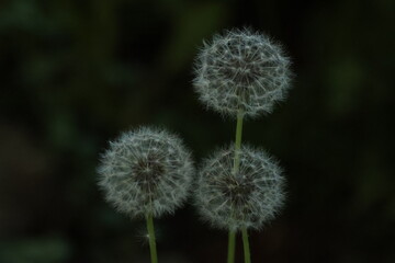 close up of a dandelion seed head on a dark background