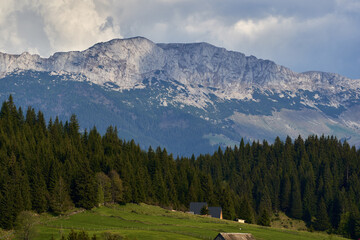 Rocky mountains and pine forests - 808651373