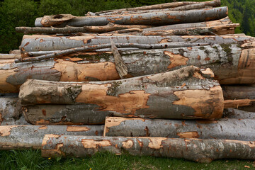 Large stack of timber in the forest - 808651512