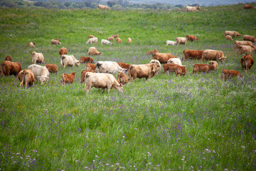 A herd of cows grazes in the vast Alentejo fields on a cloudy spring afternoon. The landscape is lush and green, creating a tranquil setting that captures the essence of rural life.