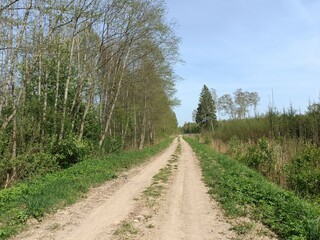 Road in forest in Siauliai county during sunny summer day. Oak and birch tree woodland. Sunny day with white clouds in blue sky. Bushes are growing in woods. Sandy road. Nature. Miskas.