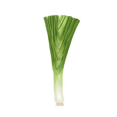 celery isolated on white background