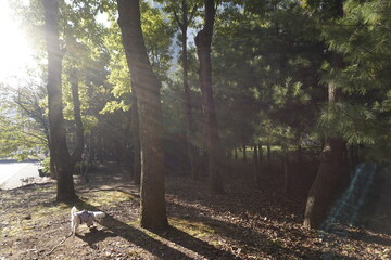 공원 나무풍경입니다