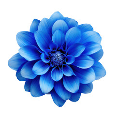 Fototapeta premium Blue flower in full bloom against a transparent background.