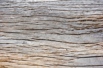 Textura de tronco de madera
