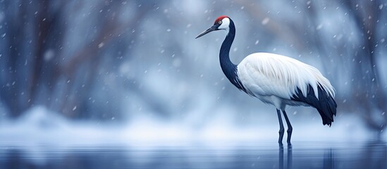 Obraz premium In winter enjoy bird watching with a beautiful red crowned crane against a scenic backdrop with ample copy space for images
