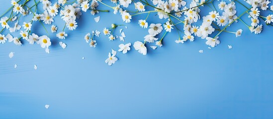 A summer themed composition featuring chamomile flowers and petals on a blue background Presented in a flat lay style with a top view perspective leaving room for additional elements in the image