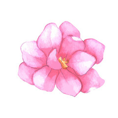 Watercolor flower illustration on a white background