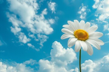 Delicate White Daisy Flower Blooming Amidst Fluffy Clouds in Tranquil Blue Sky Backdrop
