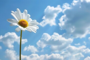 Delicate Daisy Flower Blooming Against Idyllic Cloudy Blue Sky in Summer Pastoral Landscape
