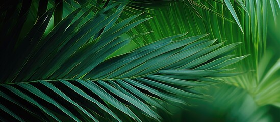 Close up image of green palm branches allowing for ample copy space