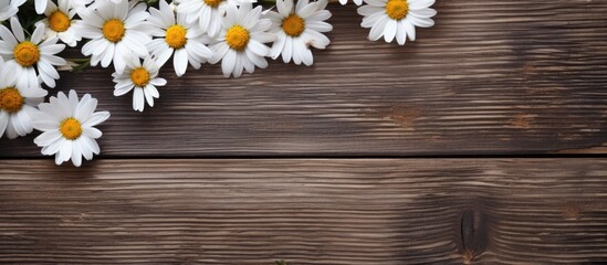 A serene image of white chamomile flowers showcased on a rustic wooden backdrop Perfect for using as a copy space image