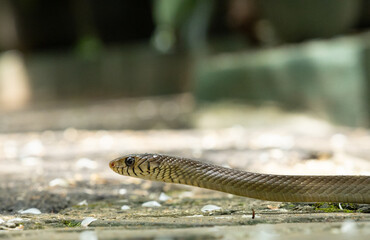 Intriguing Encounter, Rat Snakes Curious Exploration in a Domestic Eden