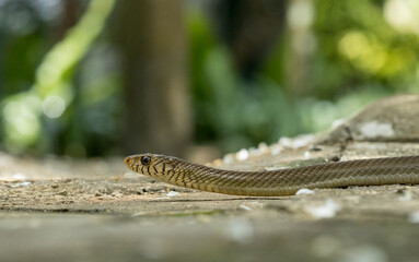 Natures Drama Unfolds, Rat Snakes Captivating Presence in a Suburban Oasis