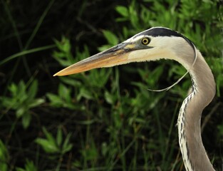 close up of a great blue heron in spring in the marsh near the quintana neotropical bird sanctuary along the gulf coast in quintana, texas