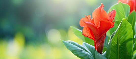 Obraz premium Red Canna indica flower in closeup with blurry green leaves in background Use as copy space image for wallpaper