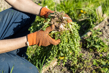 Gardeners hand holding a weed bunch, dandelion plant with large roots system.