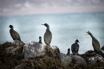 cormorants on the cliffs, Iceland