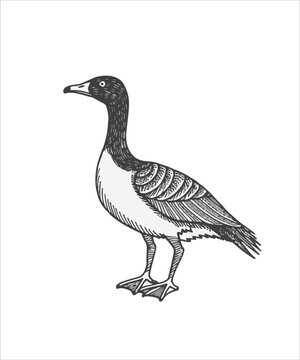 recommend clip art: Magpie Goose Bird Victor Design