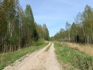 Road in forest in Siauliai county during sunny summer day. Oak and birch tree woodland. Sunny day with white clouds in blue sky. Bushes are growing in woods. Sandy road. Nature. Miskas.