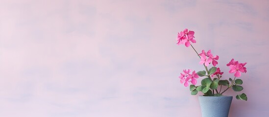 Naklejka premium A pink pelargonium flower is seen adorning a wall leaving ample copy space in the image